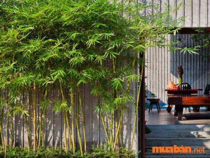 Cây phong thủy mệnh Thủy