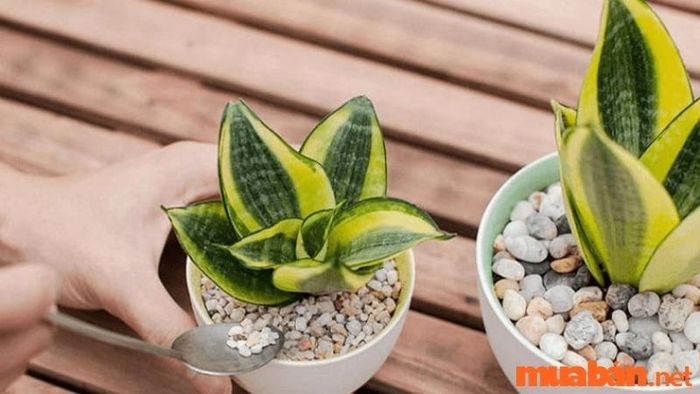 Cây lưỡi hổ hợp mệnh gì