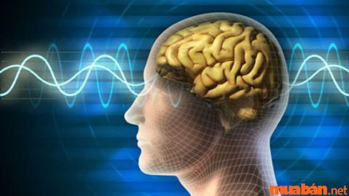 Năng lượng của thạch anh tóc vàng có ảnh hưởng tích cực đến trí não