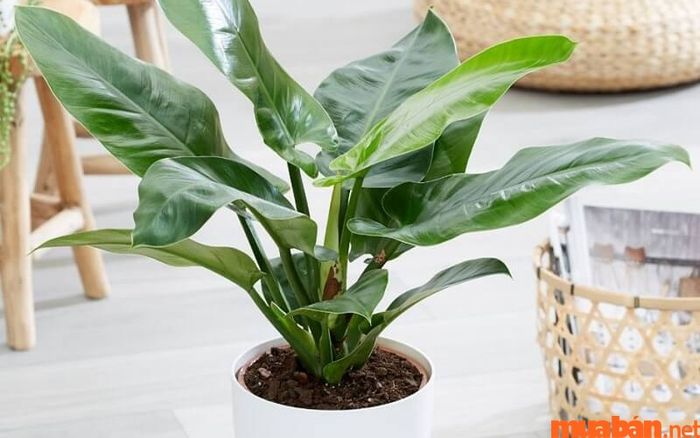 Cây trầu bà đế vương xanh đại diện cho sự may mắn, quyền lực và sự thăng tiến thuận lợi trong công việc