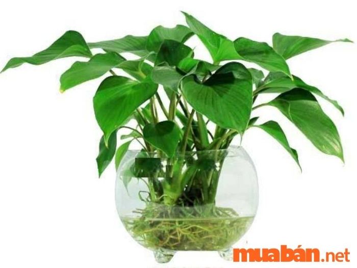 Cây thanh tâm là một loài cây phong thủy mệnh Thủy, mang lại sự bình an và hạnh phúc cho gia chủ. Với vẻ đẹp thanh thoát và dễ chăm sóc, cây thanh tâm được ưa chuộng trồng trong nhà để hút tài lộc và mang lại sự thịnh vượng cho gia đình.