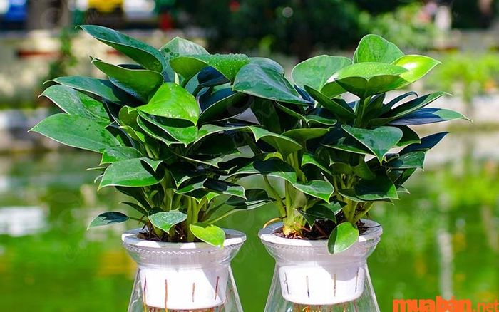 Cây trầu bà thủy sinh dễ trồng, mang ý nghĩa sự giàu có và thịnh vượng