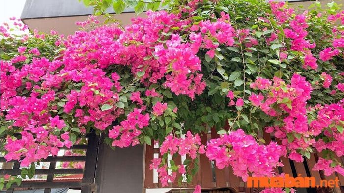 Việc trồng hoa giấy rất dễ dàng, bạn chỉ cần chú ý một vài yếu tố cơ bản là có thể chăm sóc chúng tốt.