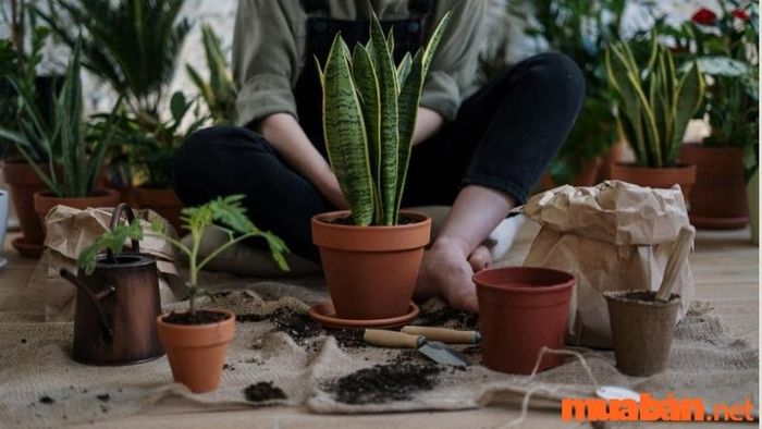 Cây lưỡi hổ hợp mệnh gì