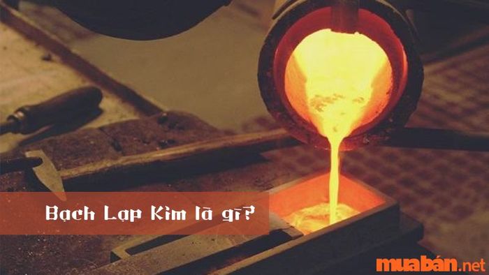 Bạch Lạp Kim có ý nghĩa gì?