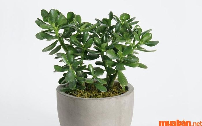 Cây ngọc bích là biểu tượng cho tình bạn đẹp và tình yêu trung thành