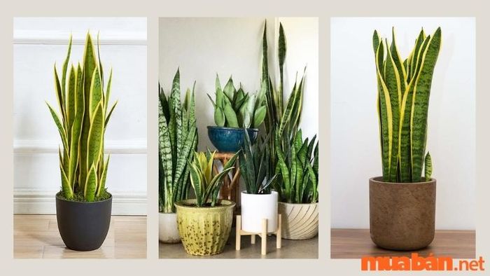 Cây lưỡi hổ hợp với mệnh nào?
