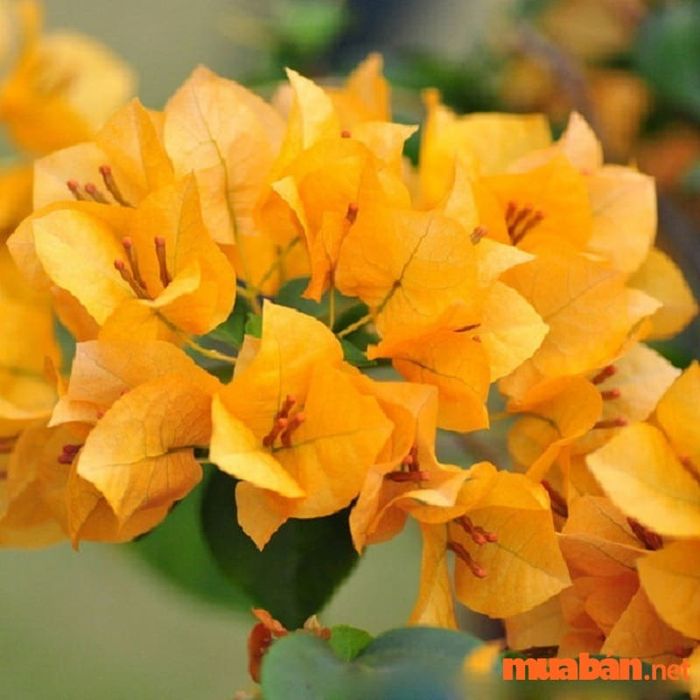 Cây hoa giấy mang trong mình nhiều ý nghĩa phong thủy đặc biệt