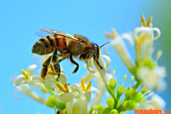 Ong bay vào nhà rồi chết là điềm báo gì?