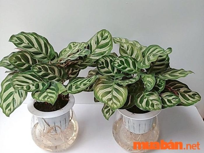 Cây đuôi công là một trong những loài cây phong thủy mệnh Thủy được yêu thích, không chỉ nhờ vẻ đẹp cuốn hút mà còn bởi những ý nghĩa phong thủy tích cực mà nó mang lại. Trồng cây đuôi công trong nhà giúp gia chủ gặp nhiều may mắn và thành công.