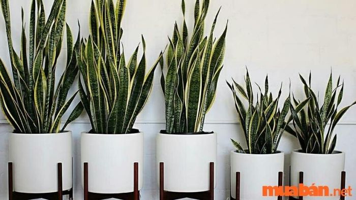Cây lưỡi hổ hợp với mệnh nào?