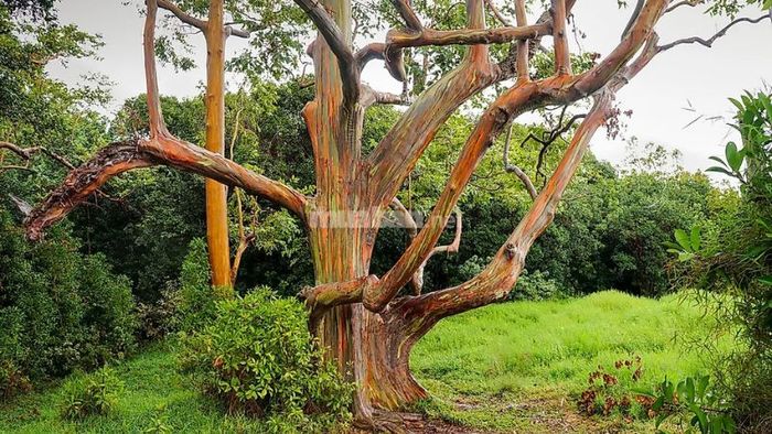 Cây Bạch Đàn: Hướng Dẫn Trồng Và Ý Nghĩa Phong Thủy, Tác Dụng Với Sức Khỏe