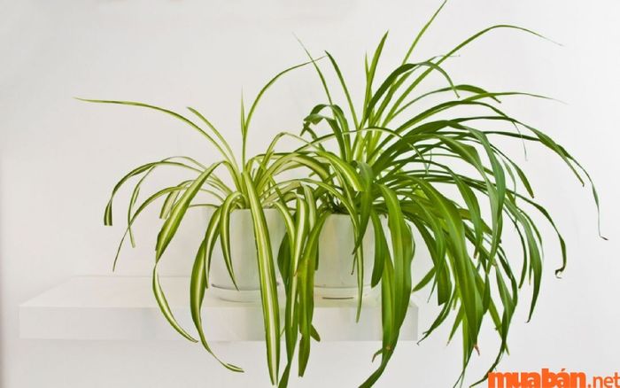 Người tuổi Canh Tuất hợp cây gì? Cây Lan Chi có khả năng làm sạch không khí, mang lại sự may mắn và ấm êm cho gia đình