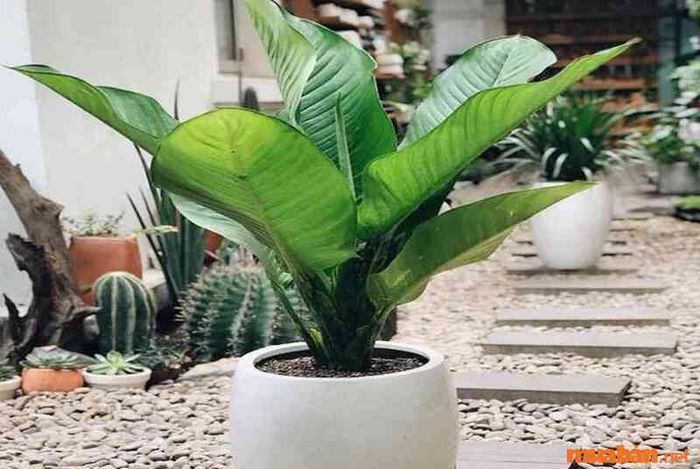 Cây đại phú gia có thể là món quà tặng đầy ý nghĩa. Cây này phù hợp với nhiều mệnh, không chỉ là một món quà đẹp mắt mà còn mang lại năng lượng tích cực cho người nhận.