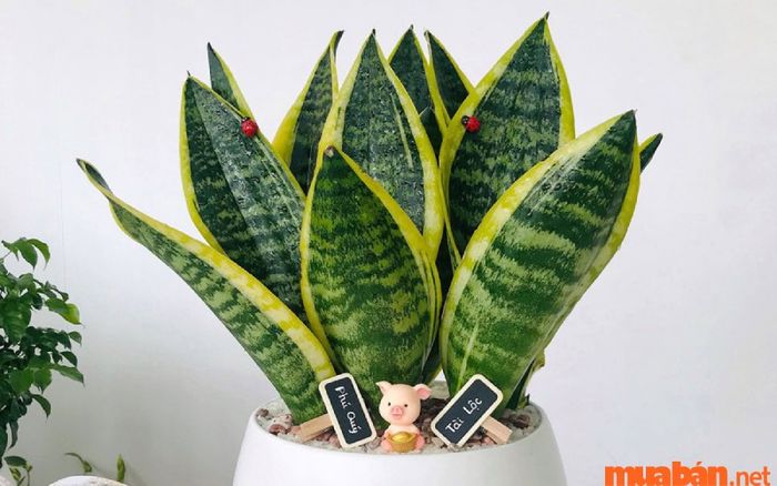 Cây lưỡi hổ giúp xua đuổi điều xấu, mang ý nghĩa về sự vươn lên mạnh mẽ và quyền uy