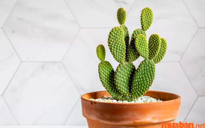 Cây xương rồng dễ trồng, mang thông điệp của sự thủy chung và bền vững trong tình yêu