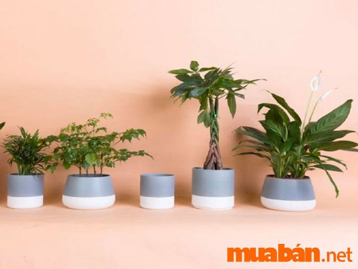 Cây phong thuỷ cho người mệnh Hoả