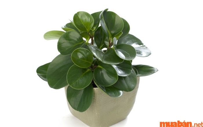Cây trường sinh mang đến ý nghĩa chúc phúc sức khỏe và sự bền vững trong hôn nhân
