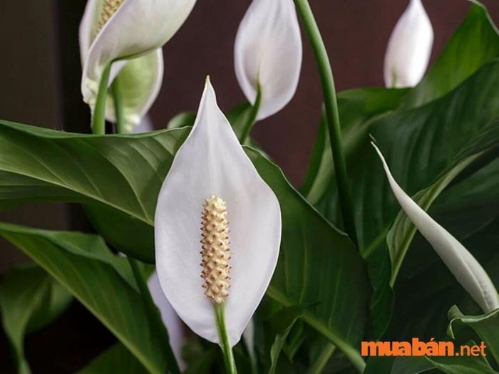 Cây phong thủy mệnh Thủy – Cây lan ý mang vẻ đẹp trong sáng, thanh nhã