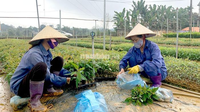 Mật độ cây bạch đàn dao động từ 1.500 đến 2.000 cây trên mỗi hecta.