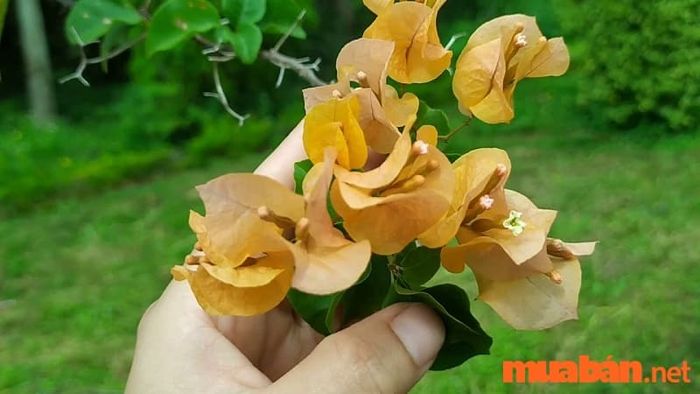 Bạn có biết cây hoa giấy hợp với mệnh nào không?