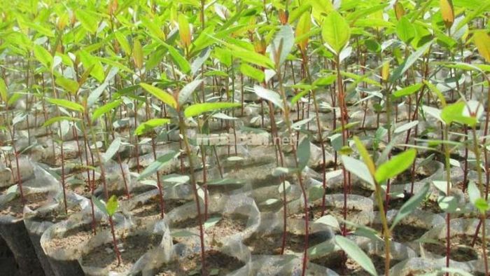 Trồng cây bạch đàn khá đơn giản và dễ dàng