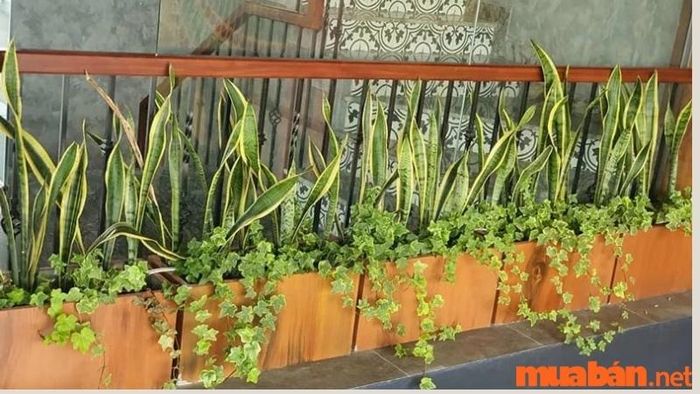 Cây lưỡi hổ hợp với mệnh nào?