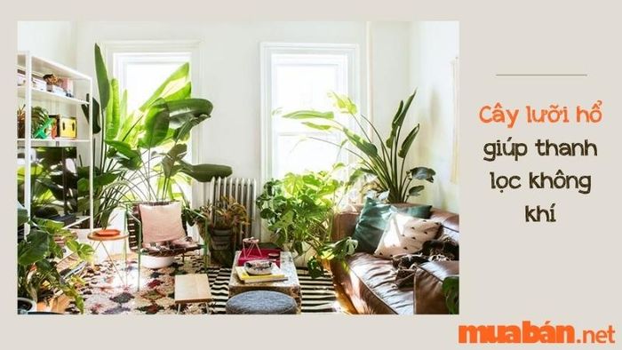 Cây lưỡi hổ hợp với mệnh nào?