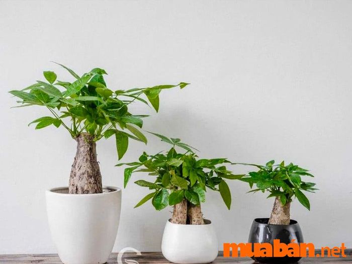 Cây phong thuỷ cho người mệnh Hoả