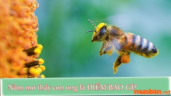 Mơ thấy ong là điềm gì?