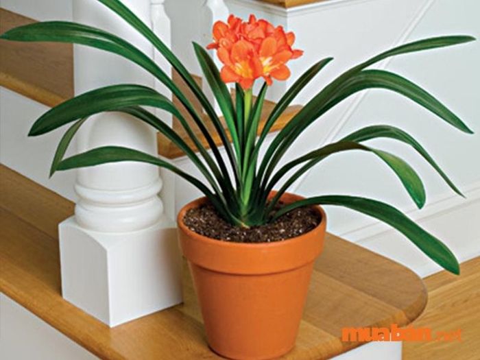 Cây phong thủy mệnh Thủy – Người mệnh Thủy không nên trồng lan quân tử