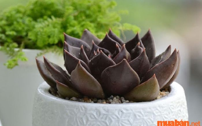 Sen Đá Nâu tượng trưng cho sức sống bền bỉ và ý chí kiên cường