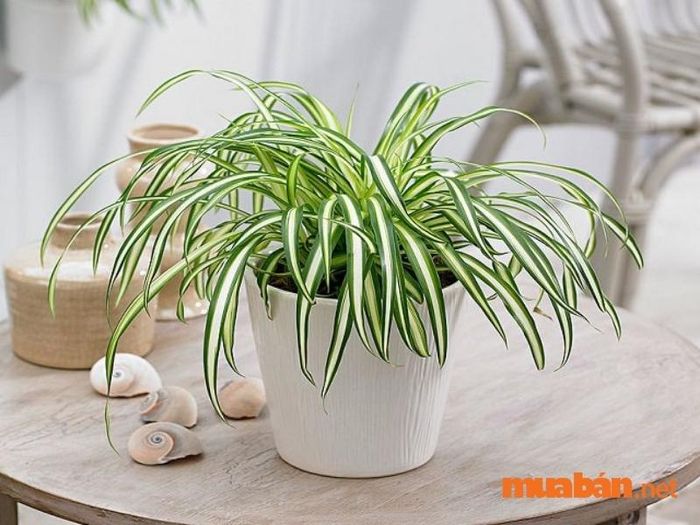 Cây phong thủy mệnh Thủy - Cây lan chi có vẻ ngoài nhẹ nhàng, thanh thoát