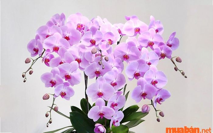 Cây lan hồ điệp biểu tượng cho may mắn và sức sống dồi dào