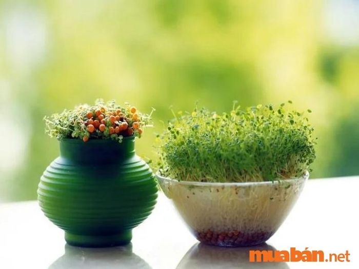 Cây mầm xanh mang ý nghĩa tượng trưng cho sự may mắn và tài lộc