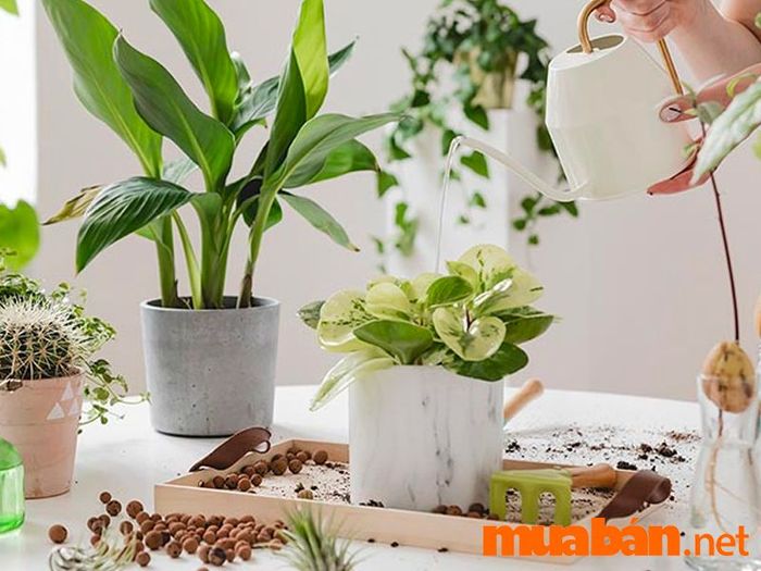 Cây phong thuỷ dành cho người mệnh Hoả