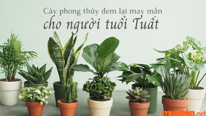 Danh sách 20 cây phong thủy tốt cho người tuổi Tuất