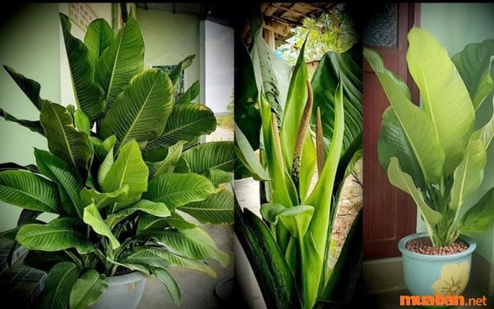 Cây đại phú gia mang lại may mắn và tài lộc cho người sở hữu, vậy cây này hợp với mệnh gì? Hãy cùng khám phá chi tiết trong bài viết này.