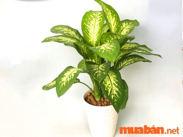 Cây phong thủy mệnh Thủy - Cây vạn niên thanh