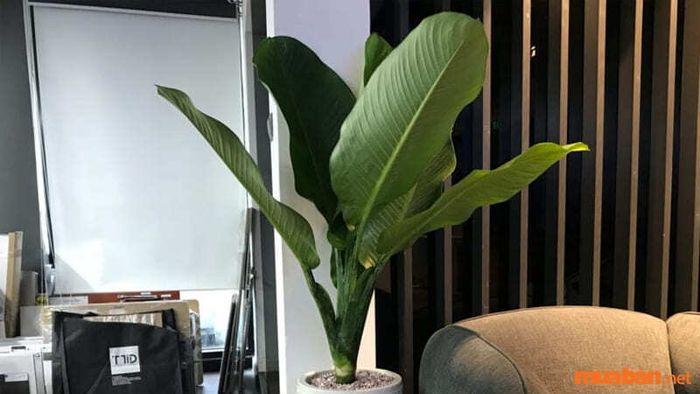 Cây đại phú gia hợp với mệnh nào? Vị trí đặt cây đại phú gia để mang lại tài lộc