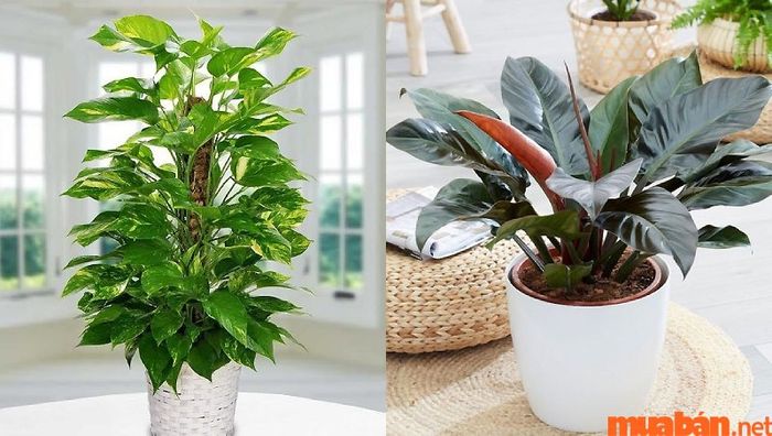 Người sinh năm 1978 mệnh gì?