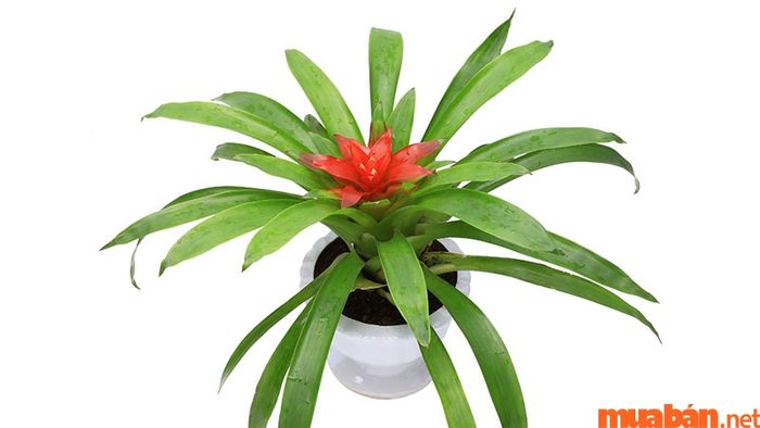 Dứa cảnh nến mang ý nghĩa tình yêu mãnh liệt và một gia đình hạnh phúc