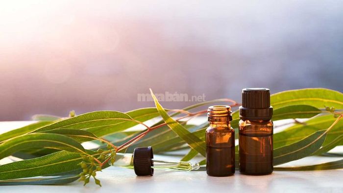 Lá bạch đàn thường được dùng để chiết xuất tinh dầu hoặc chế tạo dầu gió, giúp điều trị các bệnh lý về đường hô hấp
