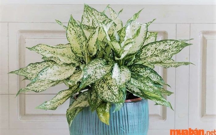 Người tuổi Nhâm Tuất hợp cây gì? Cây Ngọc Ngân mang lại sự may mắn và thịnh vượng cho gia chủ