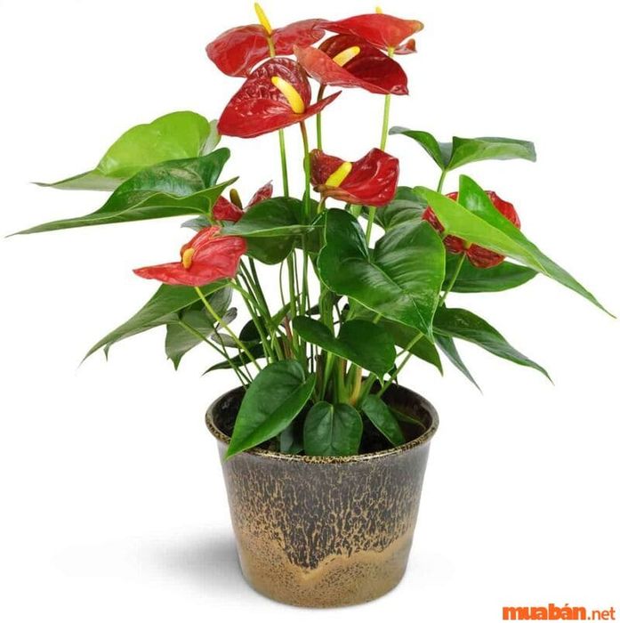Cây hồng môn là lựa chọn phong thủy tuyệt vời cho người tuổi Bính Dần, thích hợp đặt trên bàn làm việc.