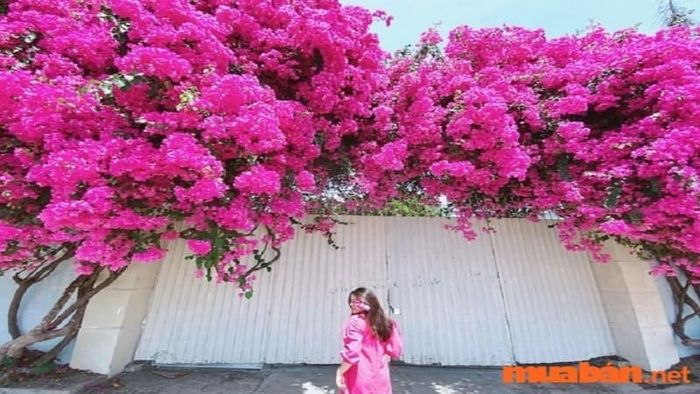 Cây hoa giấy phù hợp nhất với những người mệnh Mộc và Hỏa.