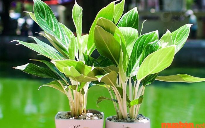 Cây Bạch Mã Hoàng Tử mang lại ý nghĩa thăng tiến thuận lợi, công việc suôn sẻ