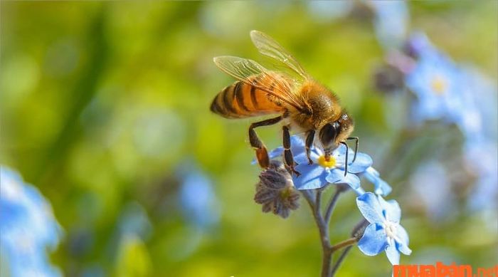 Ong bay vào phòng ngủ là điềm báo tình duyên của bạn sẽ thăng hoa trong thời gian tới.