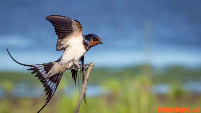 Chim én bay vào nhà là điềm báo gì?