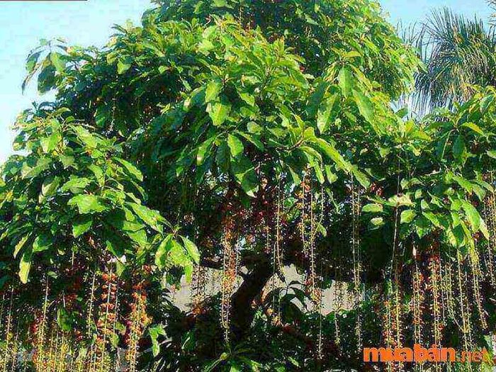 Cây phong thủy mệnh Thủy